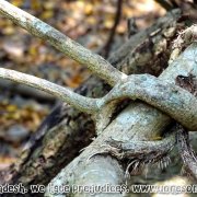 Tengragiri Wildlife Sanctuary